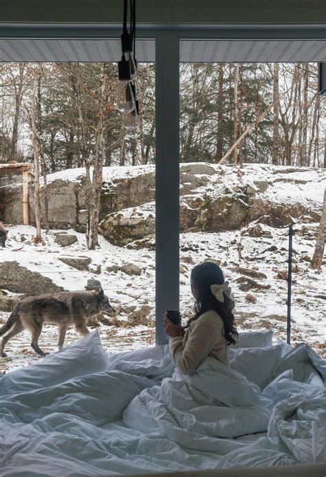 wolf lodge parc omega canada|glass cabin surrounded by wolves.